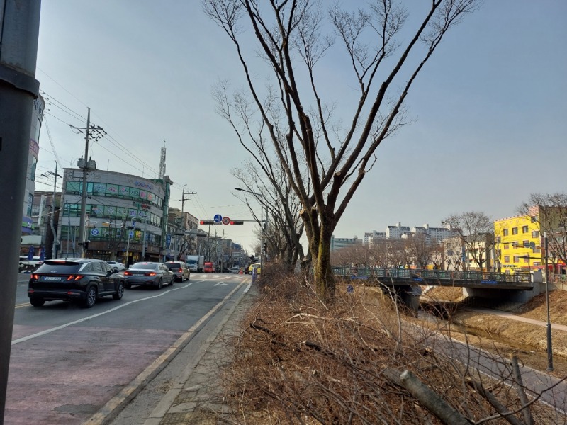 가로수 가지치기공사 (3).jpg
