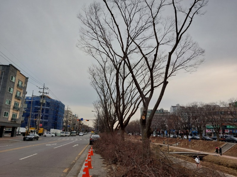 가로수 가지치기공사 (4).jpg
